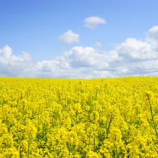 field of flowers with a blue sky background